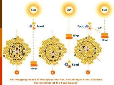 Social behavior in honey bees