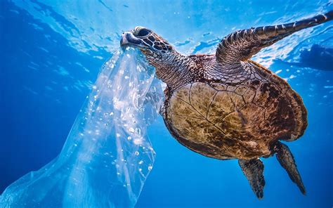 Images Of Animals Eating Plastic