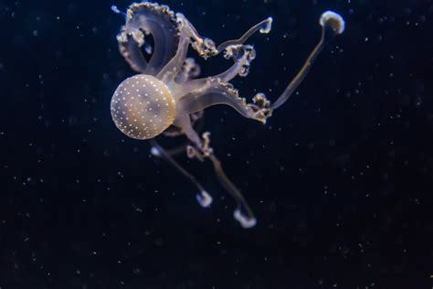 Jellyfish Close-up Photography · Free Stock Photo