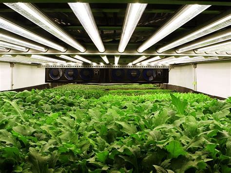 What's the Deal With Aeroponic Farming? | SELF