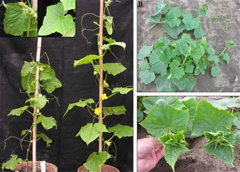 Tetraploid (4x) and diploid (2x) plants in greenhouse (a) and field (b,... | Download Scientific ...