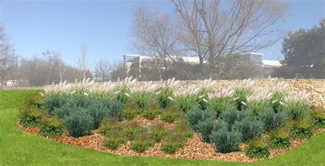 The 12 Best Drought-Tolerant Plants For Dallas, Texas Commercial Landscaping