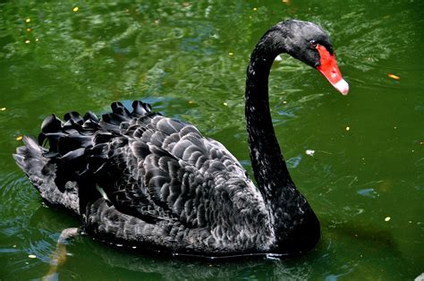 Download Bird Swan Animal Black Swan HD Wallpaper