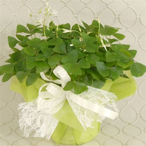 Shamrock Plant :: Roberts Floral and Gifts