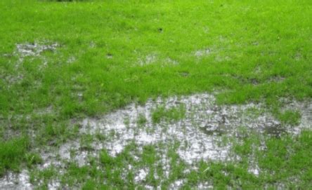 Standing Water in Yard? Drainage Fixes that Work - LawnsBesty