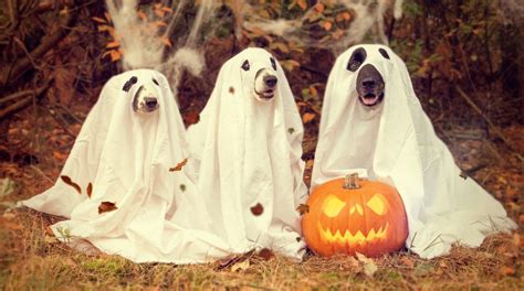 Best Labradoodle Halloween Costumes For The Spooky Season