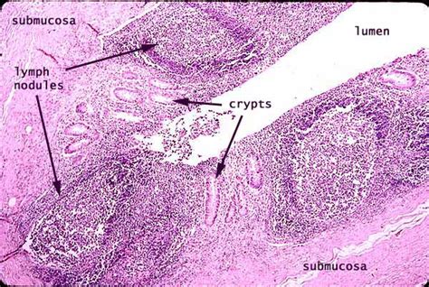 Histology at SIU