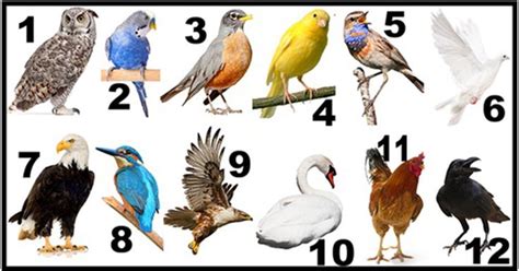 What Is Your Birth Month Bird? Choose One And Learn More About Your Traits | Month animals ...