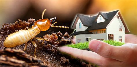 Termite Pest Control Services - #1 Termite Pest Control Services in the Philippines | Termite ...