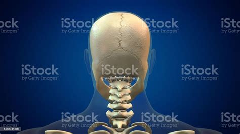 Human Skull Anatomy Medical Background Stock Photo - Download Image Now ...