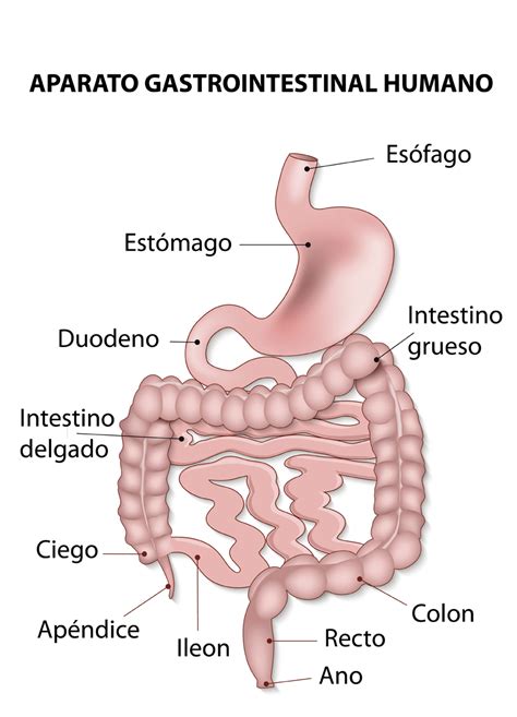 Partesdointestinodelgado