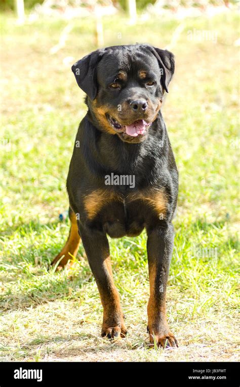 Rottweiler Police Dog In Action