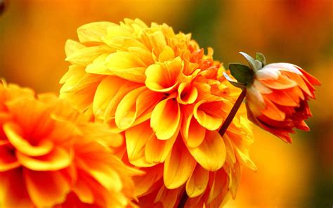 Orange Dahlia Autumn Flowers Wallpapers : Wallpapers13.com