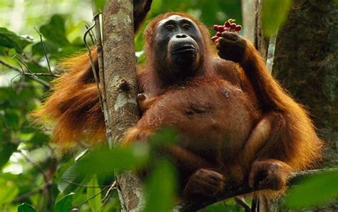 10 orangutan facts! | National Geographic Kids