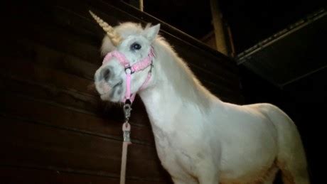 Real unicorn remains found - CNN.com