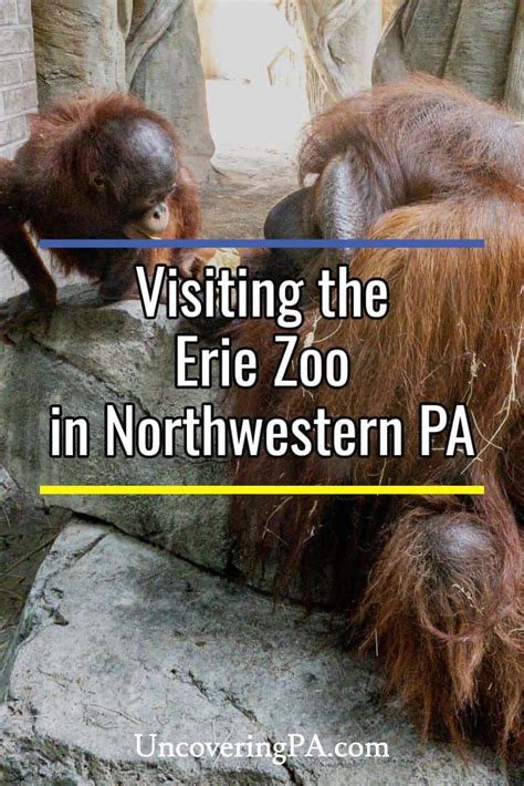 Exploring the Incredible Erie Zoo - Uncovering PA