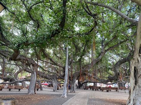 Lahaina Banyan Court Park - 2021 All You Need to Know Before You Go (with Photos) - Lahaina, HI ...