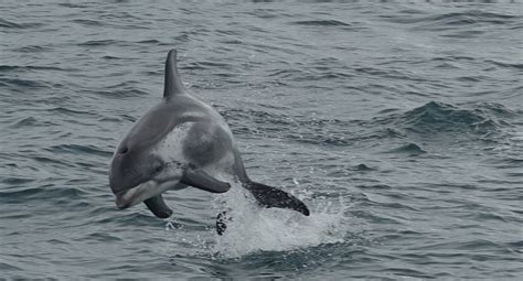 White-beaked Dolphin - Sea Trips Reykjavik - Iceland