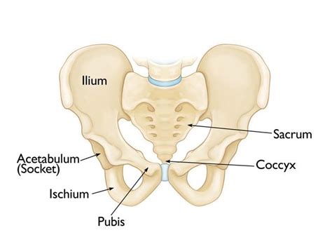 [Solved] Which of the following bone is not a part of the pelvic gird