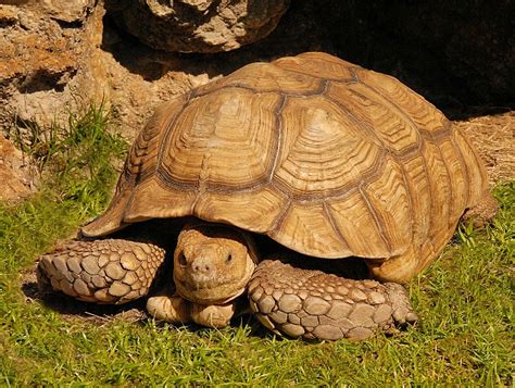 How to Care for Your Sulcata Tortoise | Reptile Supply