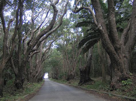 Mahogany Tree: Pictures, Photos, Images, Facts on Mahogany Trees