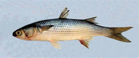 Striped Mullet | Mexico – Fish, Birds, Crabs, Marine Life, Shells and ...