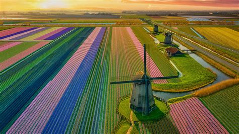 Traditional Dutch windmill in tulip fields blooming during springtime ...