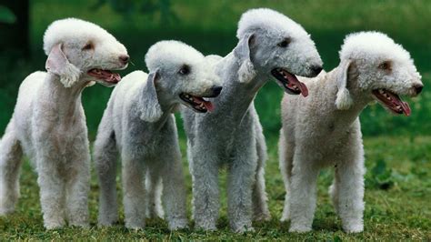 The Bedlington Terrier: Unraveling the History of a Hunter's Companion ...