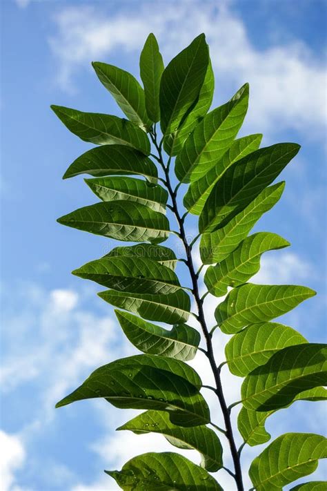 Green Annona Squamosa Leaves in Nature Garden Stock Image - Image of ...