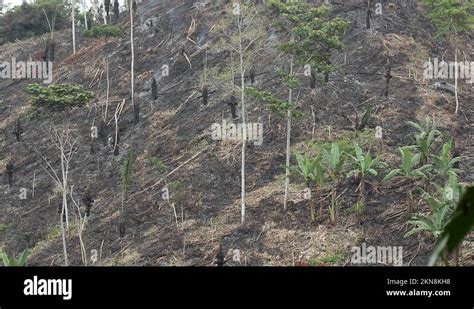 Slash and burn deforestation Stock Videos & Footage - HD and 4K Video Clips - Alamy