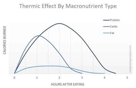 Thermic Effect of Food - How to Easily Burn 5-10% More Calories