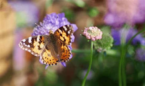 How to Attract Butterflies (The Ultimate Guide) | Wildlife Welcome