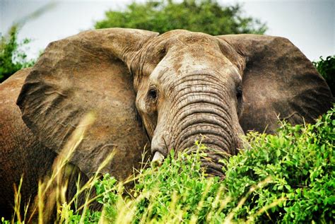 La famosa Fauna Salvaje de Uganda | Todo Safaris