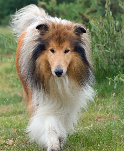 Rough Collie Dog Free Stock Photo - Public Domain Pictures