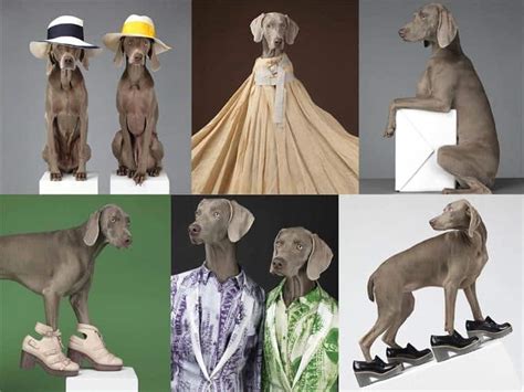 William Wegman and Weimaraners – ARTDEX