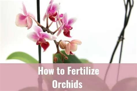 How to Fertilize Orchids - Everyday Orchids