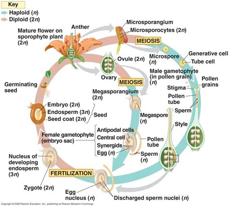 Angiosperm Life Cycle | Life cycles, Biology plants, Biology lessons