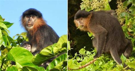 Scientists Just Identified A Hybrid 'Mystery Monkey' In Borneo