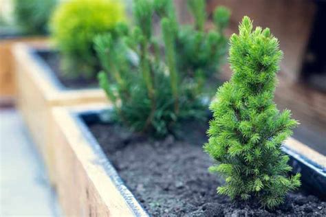 Best Ways to Plant Tree Saplings | Kellogg Garden Organics™