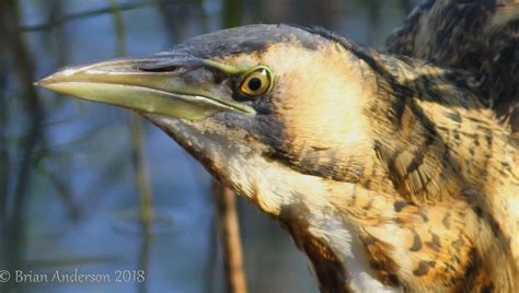 Bittern at Dungeness | Focusing on Wildlife