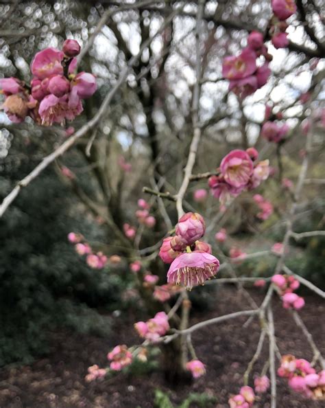 Prunus mume (Japanese Apricot, Japanese Flowering Apricot, Japanese Flowering Plum, Mei, Mume ...