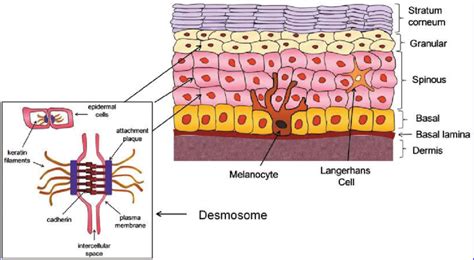 Skin structure and function. The human epidermis evolves during ...