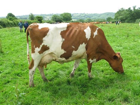 Guernsey Cattle | Visit to Bickfield and Graylands Herds | Guernsey cow ...