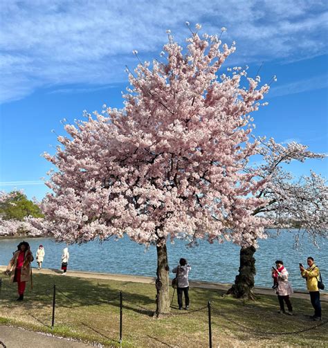 The Cherry Blossom Festival — A gift of beauty and a story of friendship | New York Social Diary