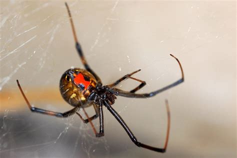 True facts about the world's most fear-inducing spider | Natural World ...