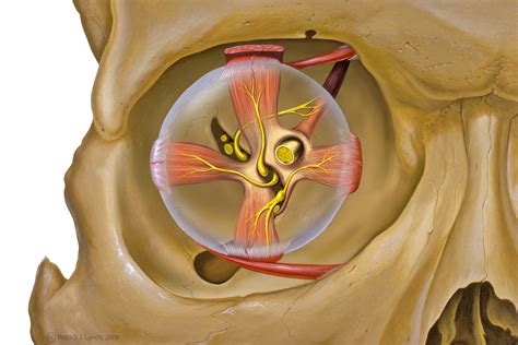 Frontalansicht der Orbita - DocCheck