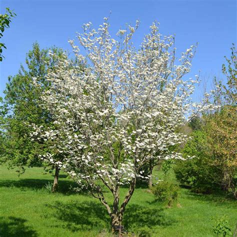 Belia Steunebrink: Flowering Dogwood Tree For Sale Near Me / Cherokee ...