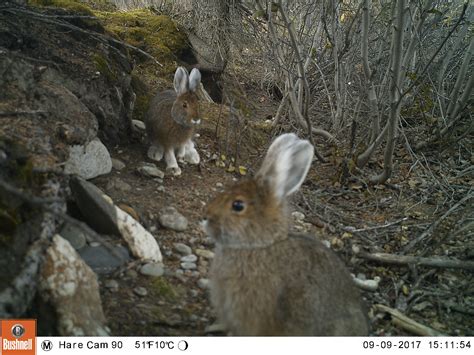 Snowshoe Hare - Gates Of The Arctic National Park & Preserve (U.S. National Park Service)