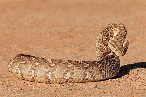 Deadly Snakes Found in Africa - WorldAtlas