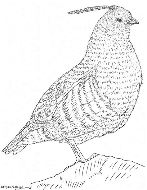 Himalayan Quail coloring page